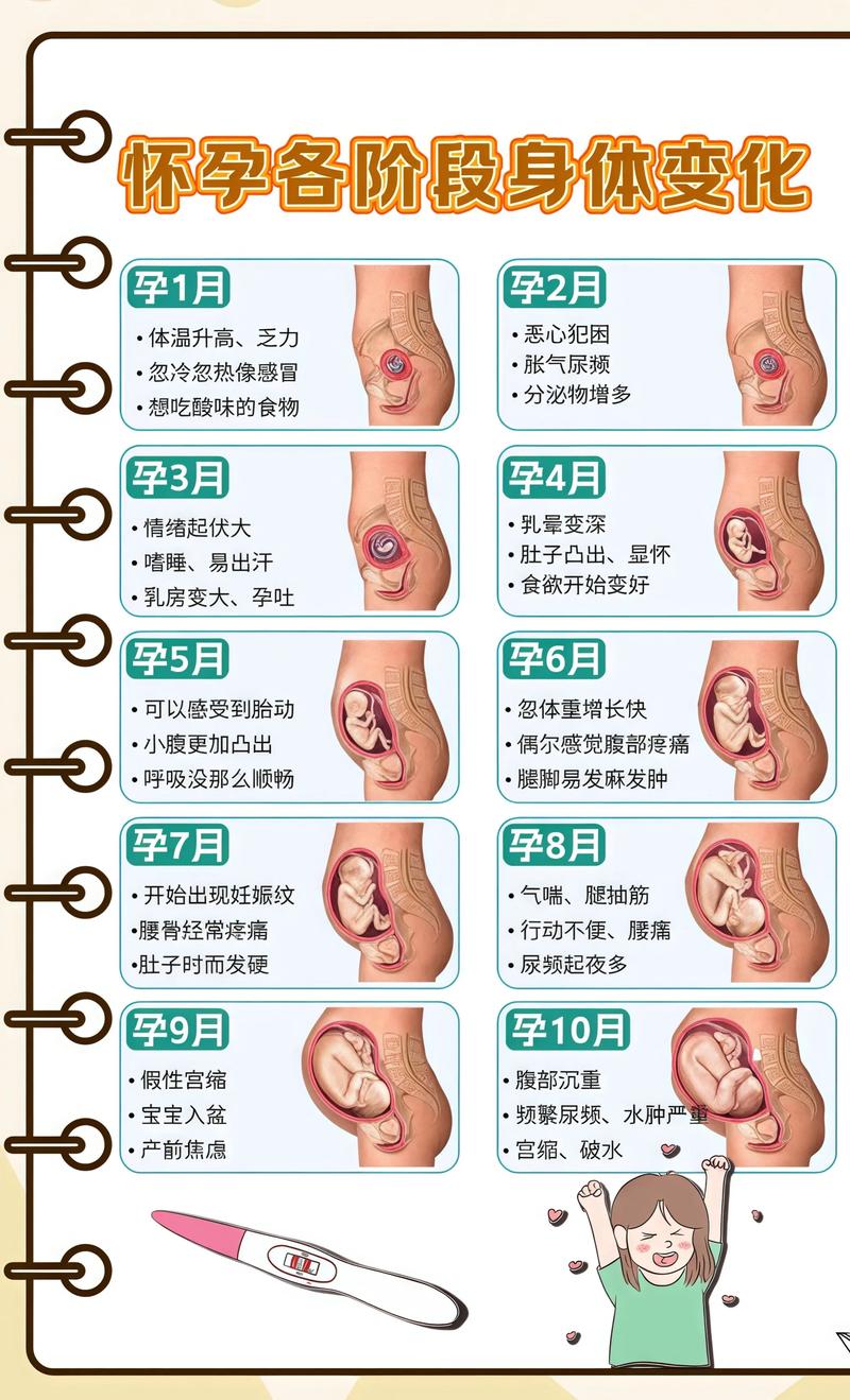 揭秘供卵代孕妈妈怀孕小腹分两节，孕期变化的奥秘黔西南代生机构: